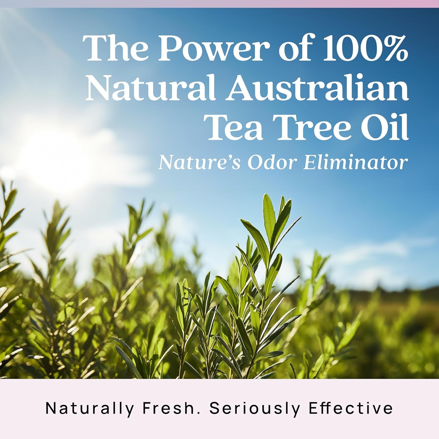 Air Freshener & Odor Eliminator for Strong Odor | 2 Room Kit Includes (2) 8 Oz. Empty Luxe Glass Jars & 12 Oz | Plant Powered by Australian Tea Tree Oil | Aromatherapy | Last 60-90 Days